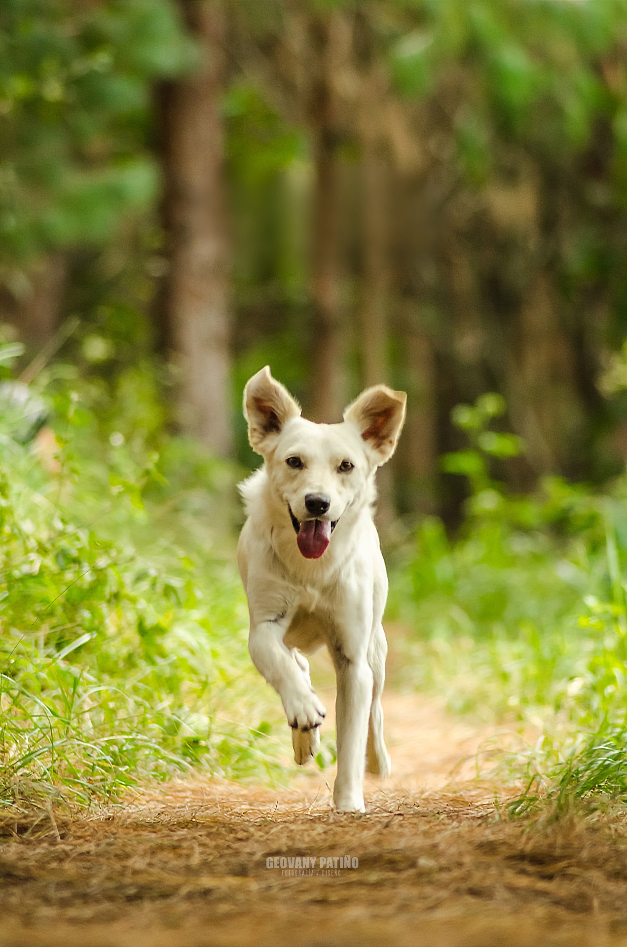 Fundación Cielo Animal — Defensa de los derechos de los animales